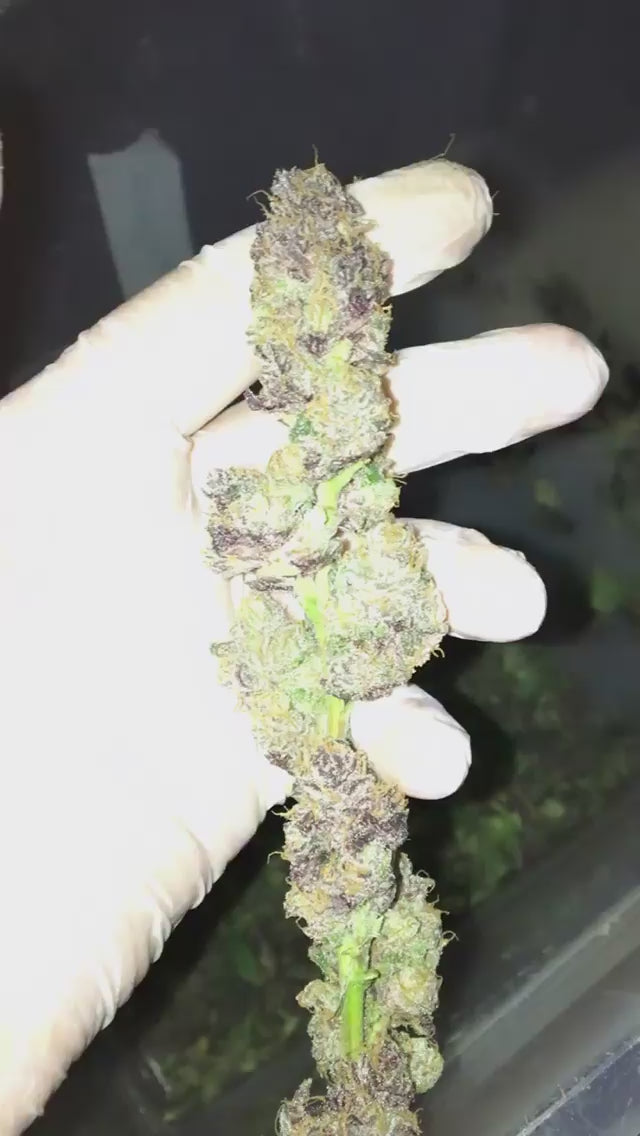 Purple Haze | Púrpura y Novedosa