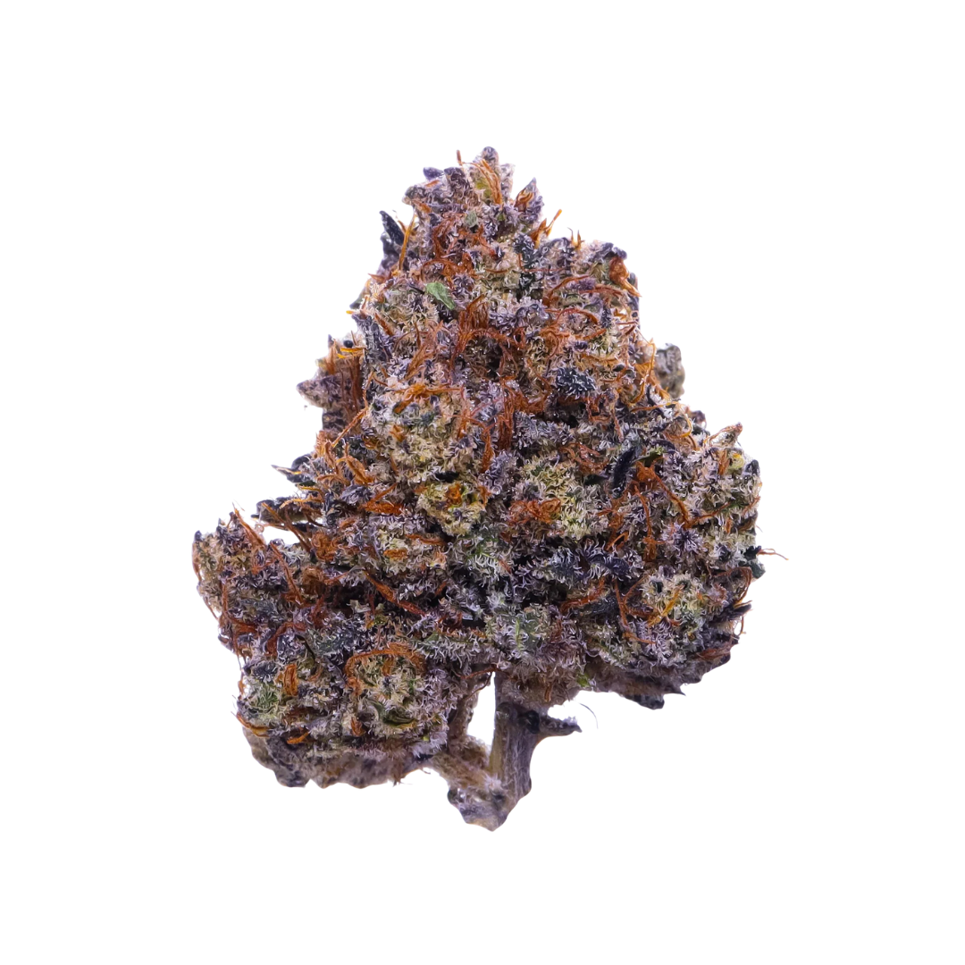 Purple Haze | Púrpura y Novedosa
